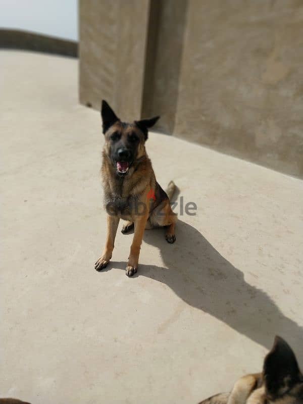 Malinois  for adoption 0