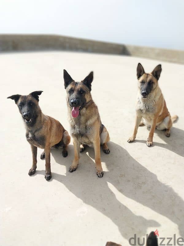 Malinois  for adoption 1