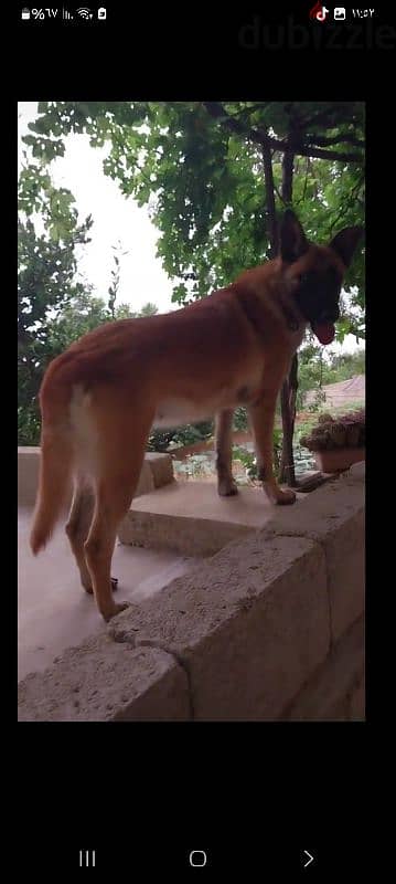 Malinois  for adoption 2