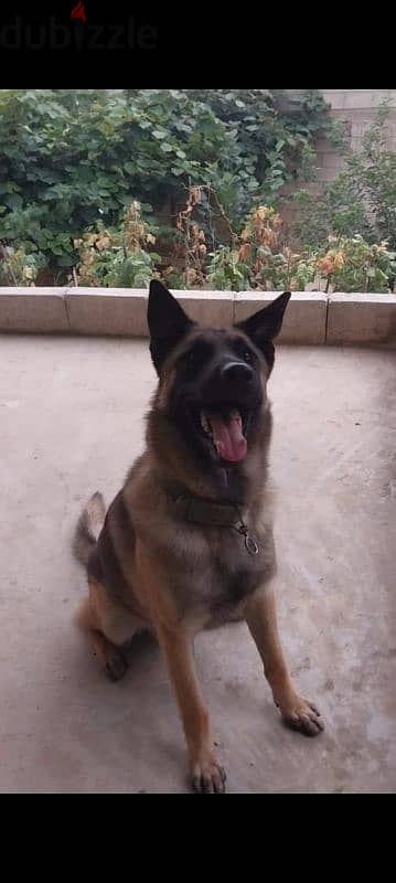 Malinois  for adoption 4