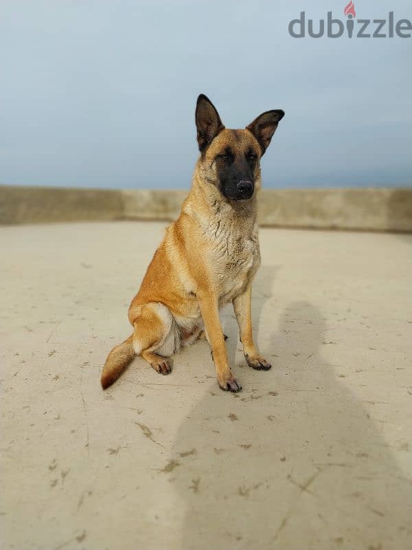 Malinois  for adoption 5