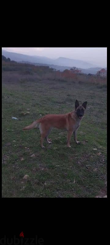 Malinois  for adoption 7