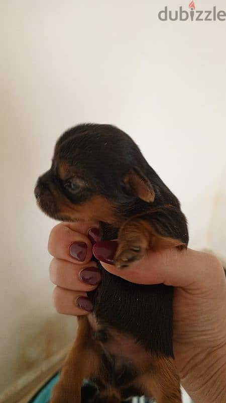 mini yorkshire puppi 1