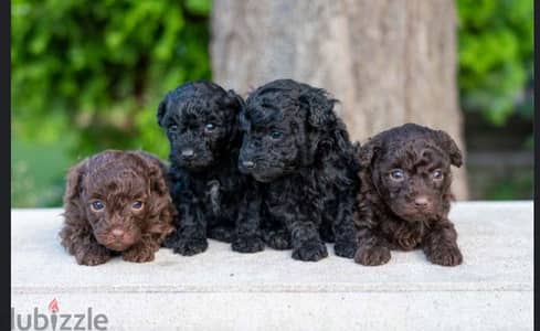 Maltipoo puppies available males and females