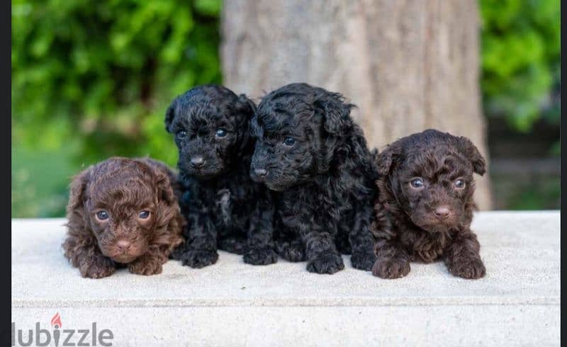 Maltipoo puppies available males and females 0