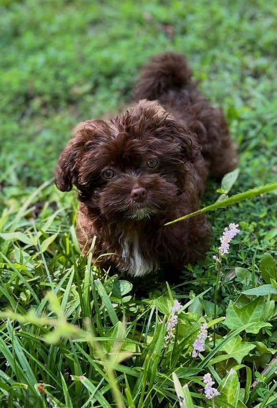 Maltipoo puppies available males and females 1