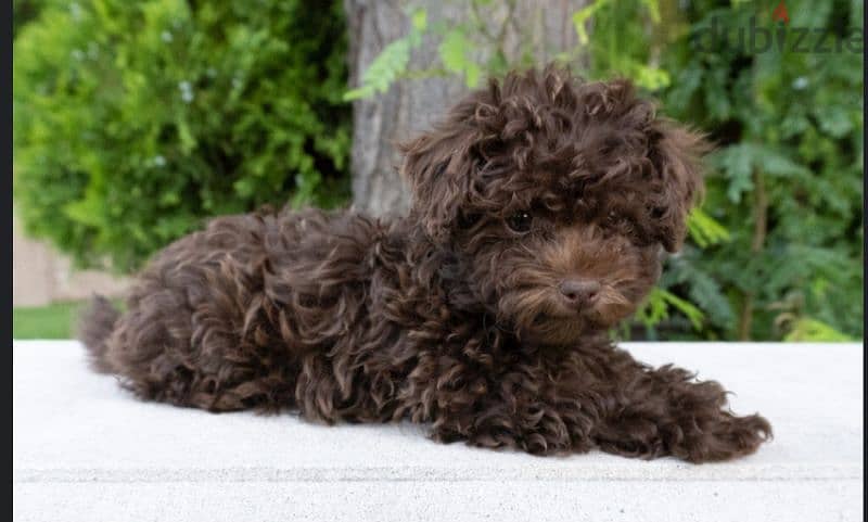 Maltipoo puppies available males and females 2