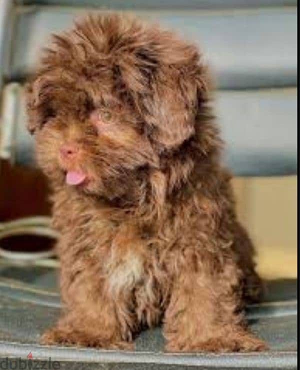 Maltipoo puppies available males and females 4