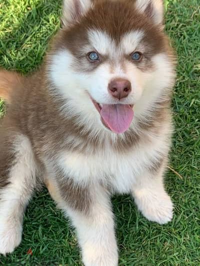 Red Siberian Husky/ dog كلاب