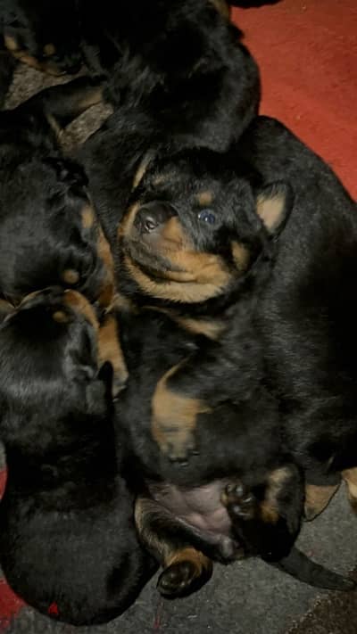 rottweiler puppies king size for sale