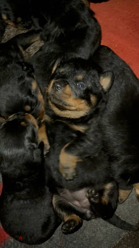 rottweiler puppies king size for sale 0