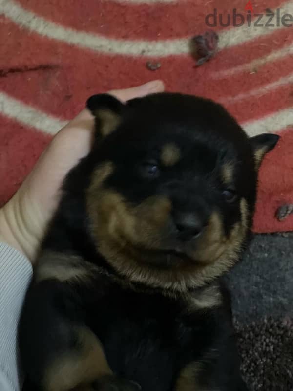 rottweiler puppies king size for sale 1