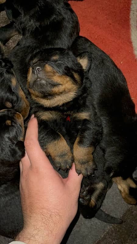 rottweiler puppies king size for sale 2