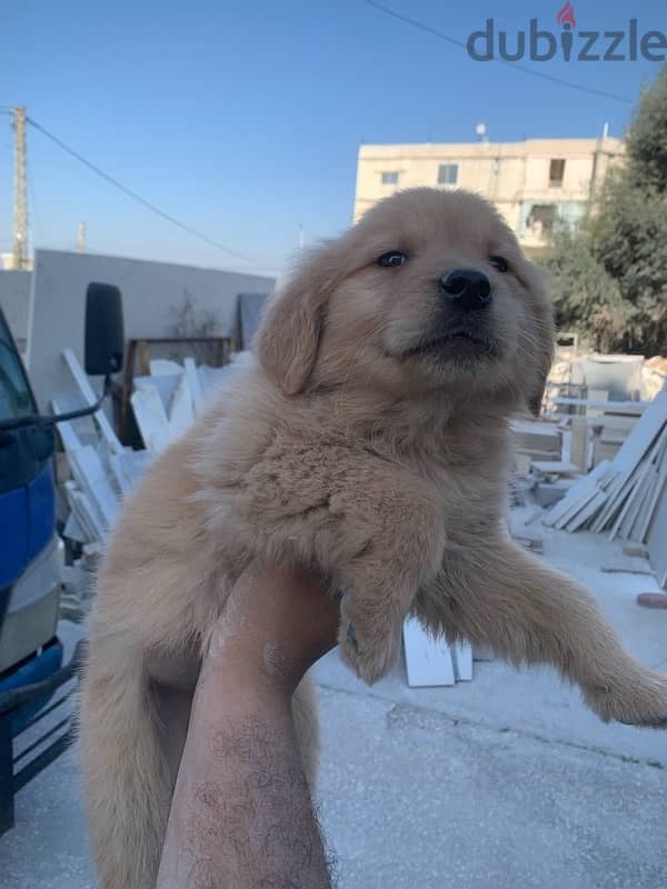 golden retriever puppy 0