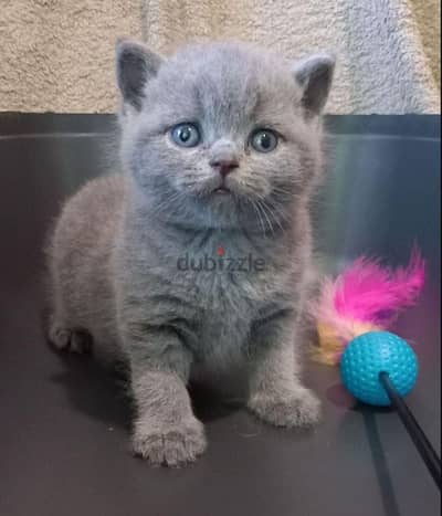 pure british shorthair kitten HIGHT quality