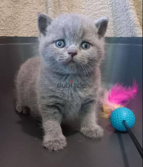 pure british shorthair kitten HIGHT quality 0