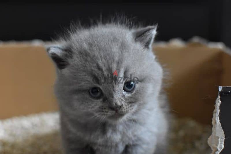 pure british shorthair kitten HIGHT quality 1