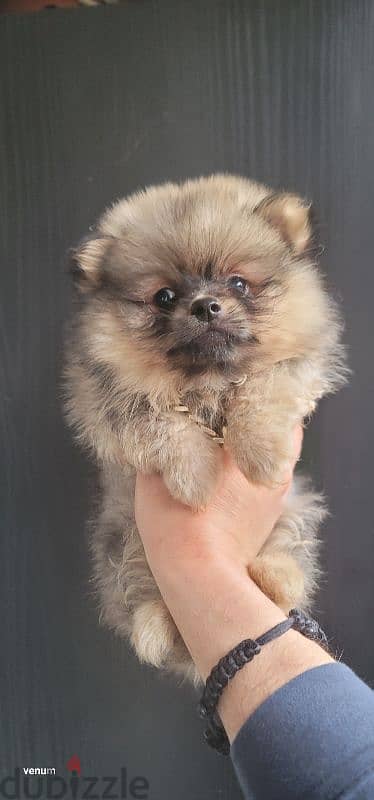 pomeranian toy face