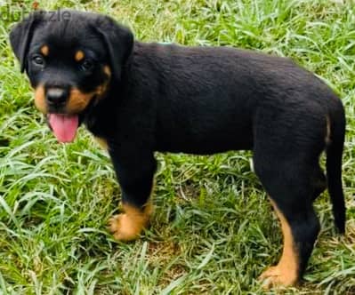 rottweiler puppies