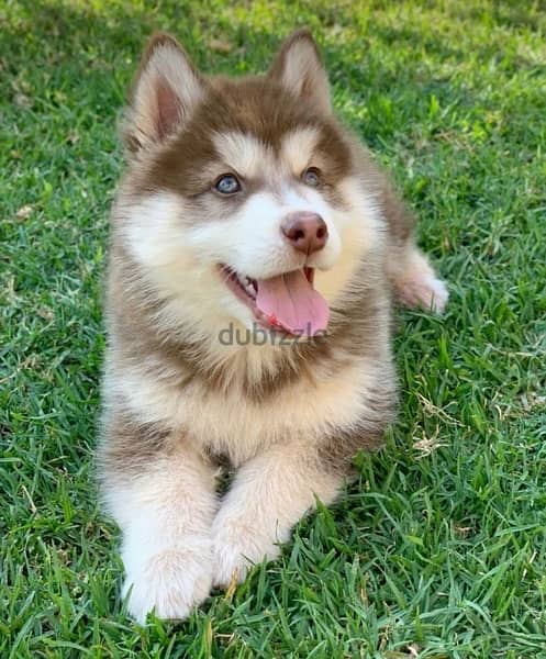 Red Siberian Husky 0