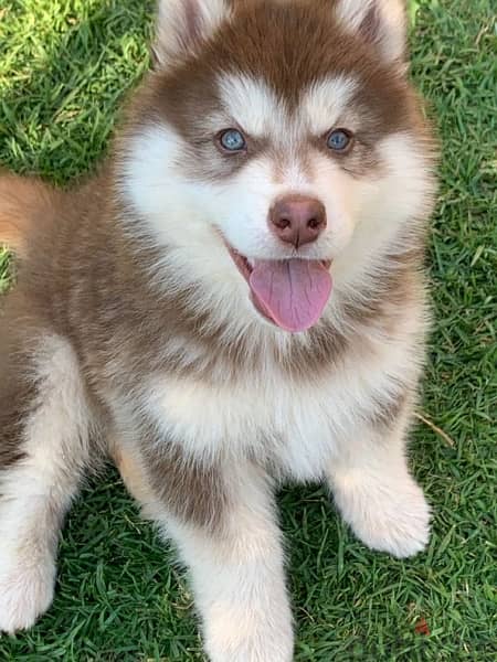 Red Siberian Husky 1