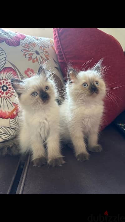 himalayan cats