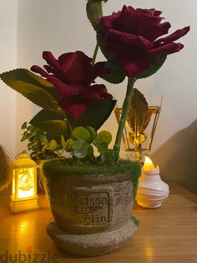 Roses plant offer + a Gift