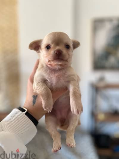 longhair female chihuahua