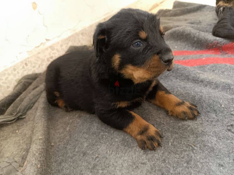 rottweiler puppies 0