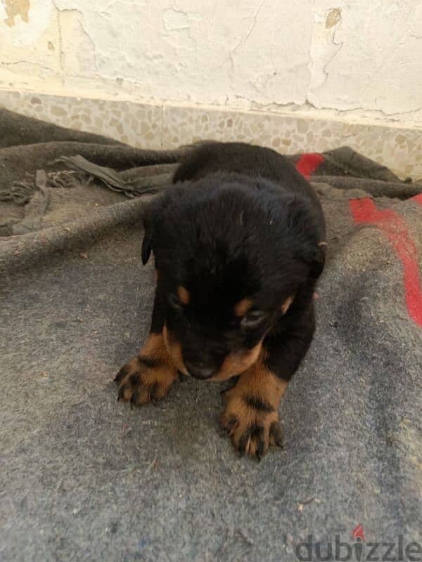 rottweiler puppies 1