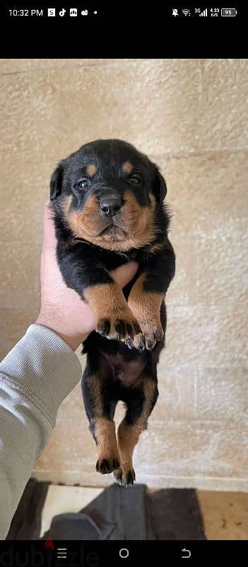 rottweiler puppies 2