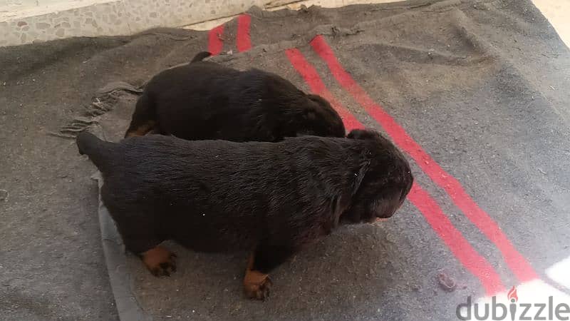 rottweiler puppies 3