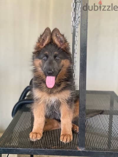 Female Gsd