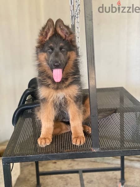 Female Gsd 1