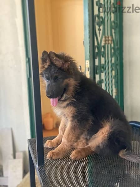 Female Gsd 2