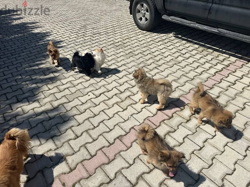 pumshi puppies small breed fully vaccinated 6