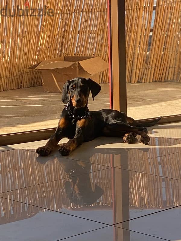 Pure European Doberman 0