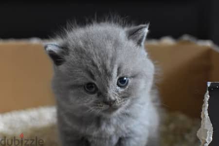 pure british shorthair kitten HIGHT QUALITY