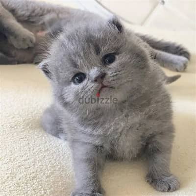 pure british shorthair kitten HIGHT QUALITY