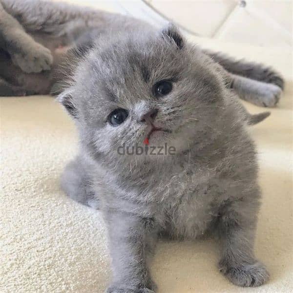 pure british shorthair kitten HIGHT QUALITY 1