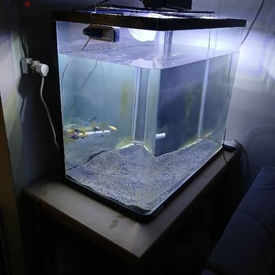 aquarium for sale