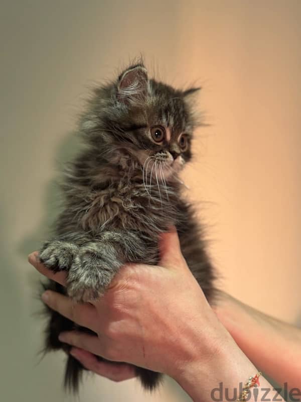 beautiful Himalayan kityen/ cat for sale 1