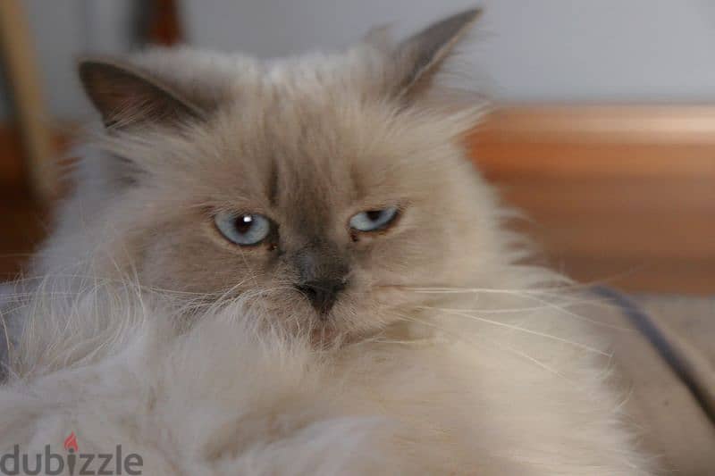 himalayan cat 0