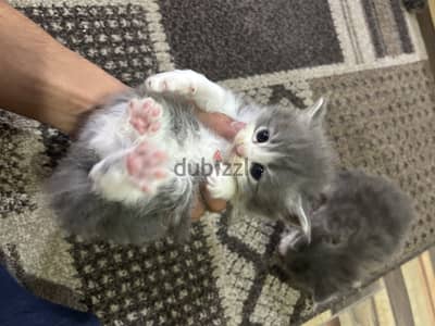 Persian Cats for Sale