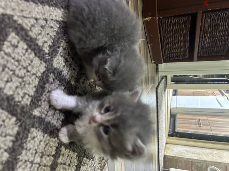 Persian Cats for Sale 1