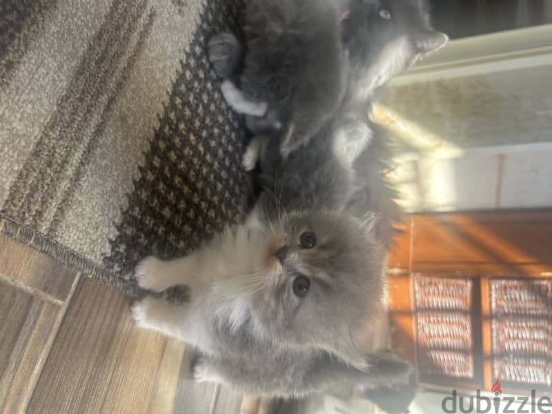 Persian Cats for Sale 2