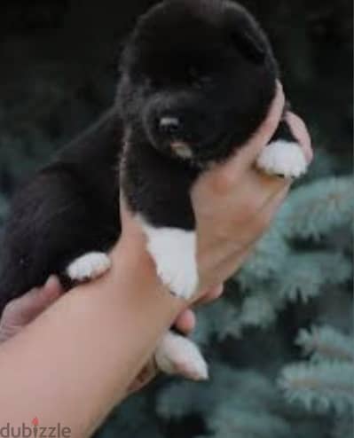 american akita special breed