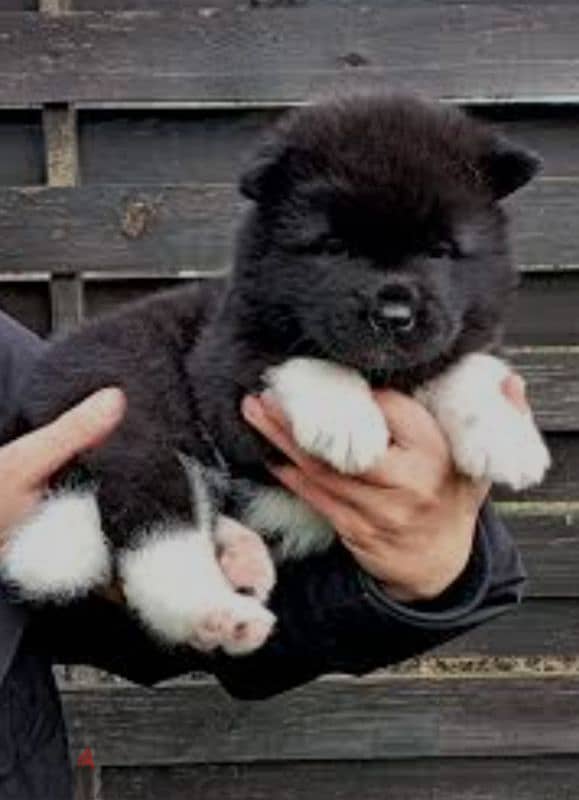 american akita special breed 1