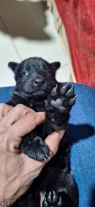 pure  royal black german shapered  puppies