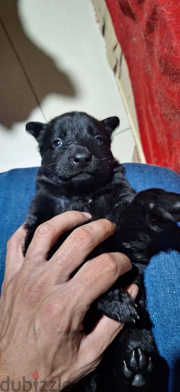 pure  royal black german shapered  puppies 1